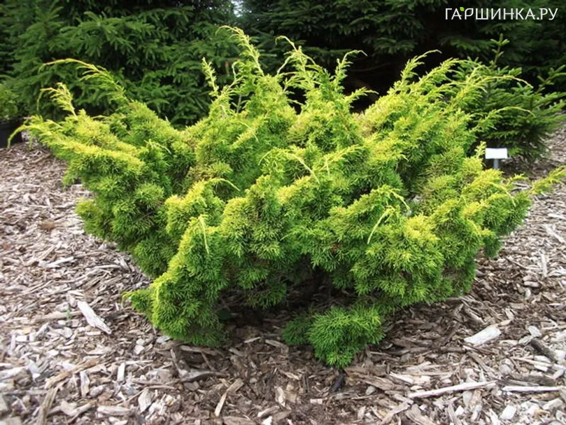 Можжевельник китайский Плюмоза Ауреа