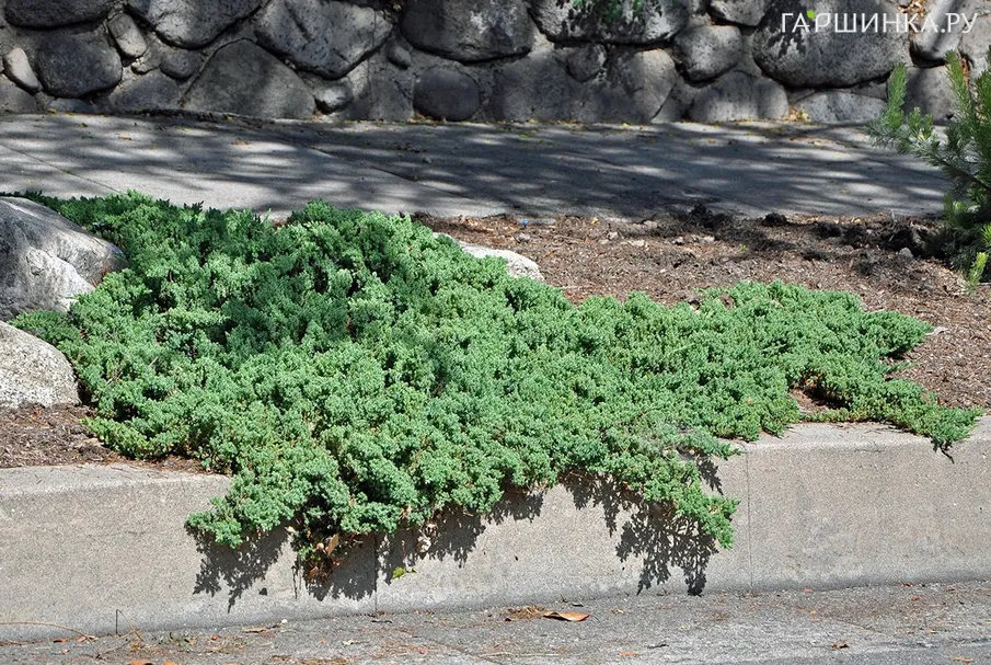 Можжевельник лежачий Нана