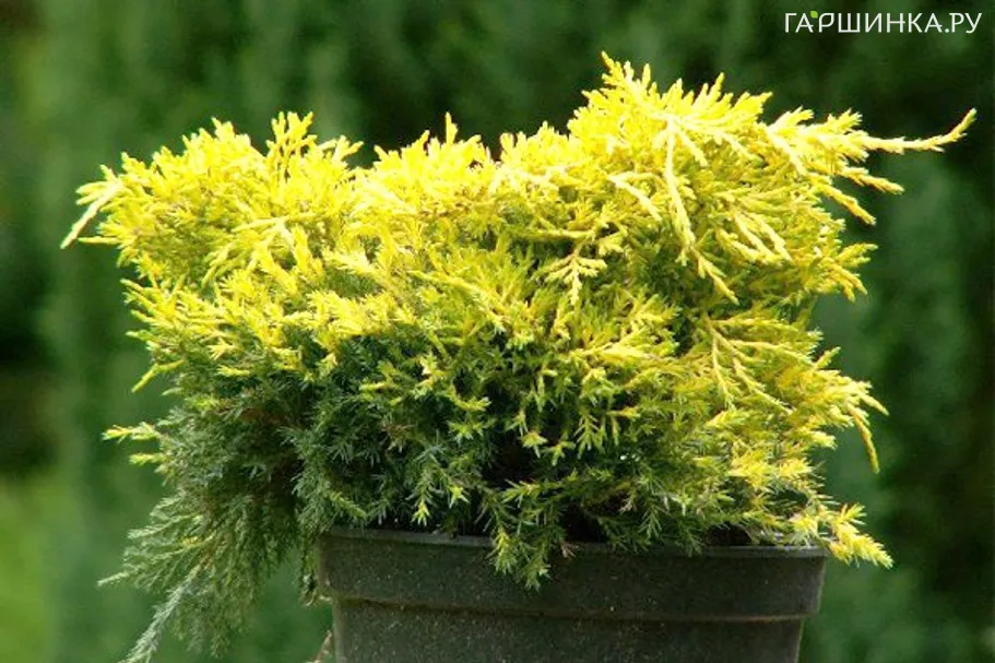 Можжевельник средний Кинг оф Сприн