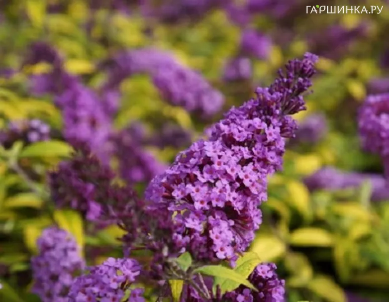 Буддлея Давида Муншайн