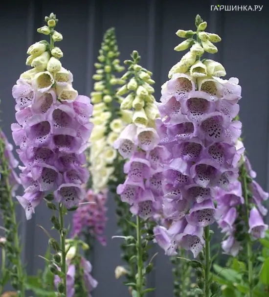 Наперстянка Camelot Lavender NEW!