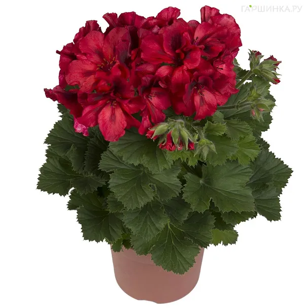 Пеларгония королевская Элеганс Фрэнни
