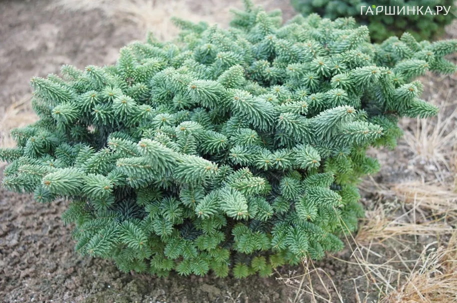 Пихта бальзамическая Нана