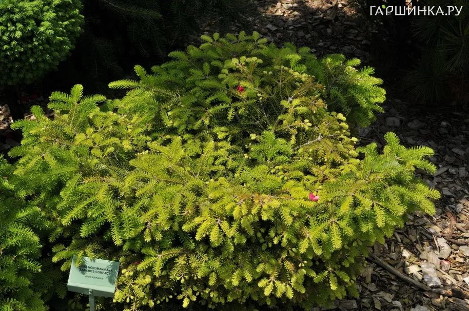 Пихта Нордмана Барабитс Компакт