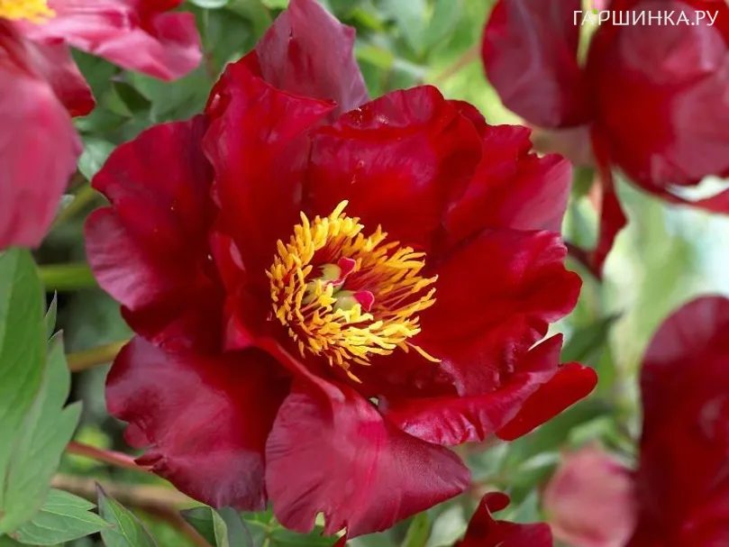 Пион Скарлет Хевен (ИТО)