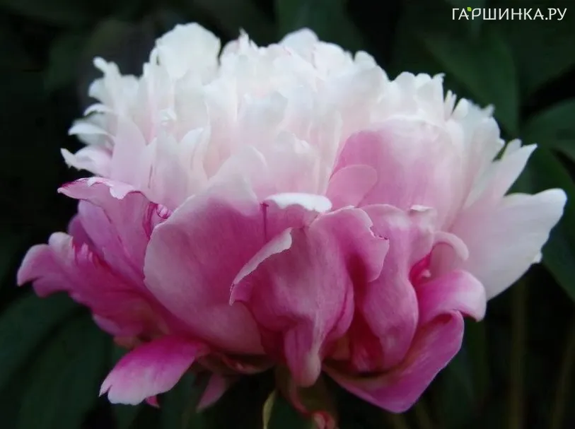 Пион Пичес энд Крим