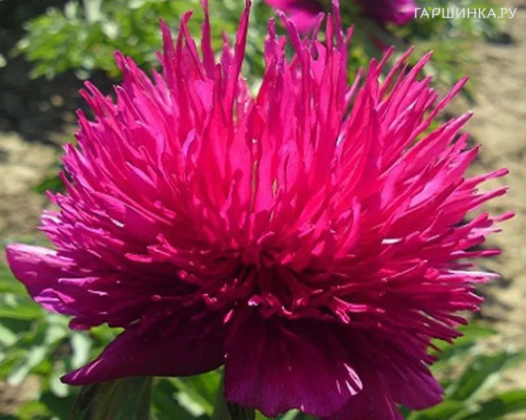 Пион Ред Спайдер