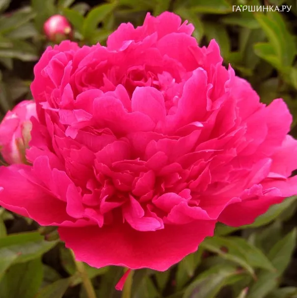 Пион Ред Суприм