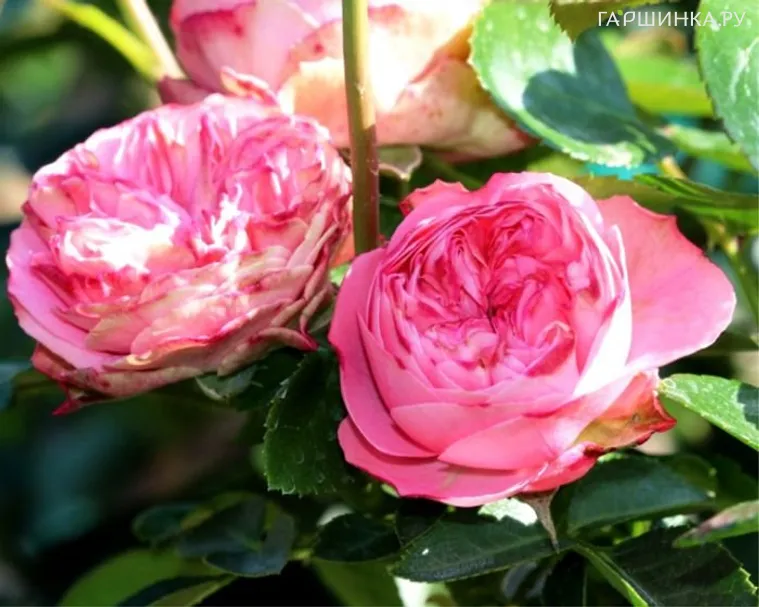 Роза Плейфул Рококо кустарниковая, Тантау (лиц)