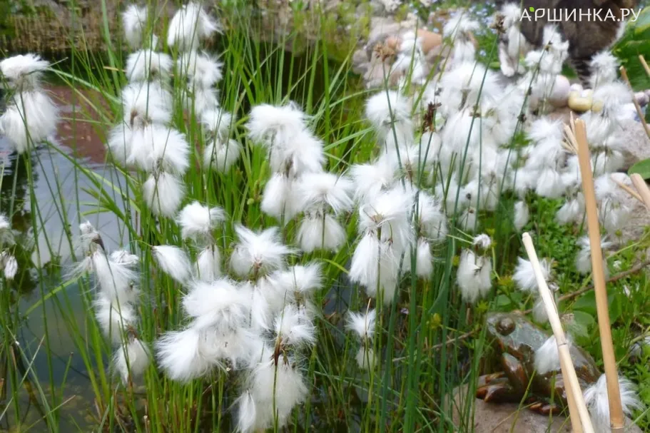 Пушица узколистная