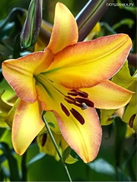 Лилия Райзинг Мун ОТ-гибрид