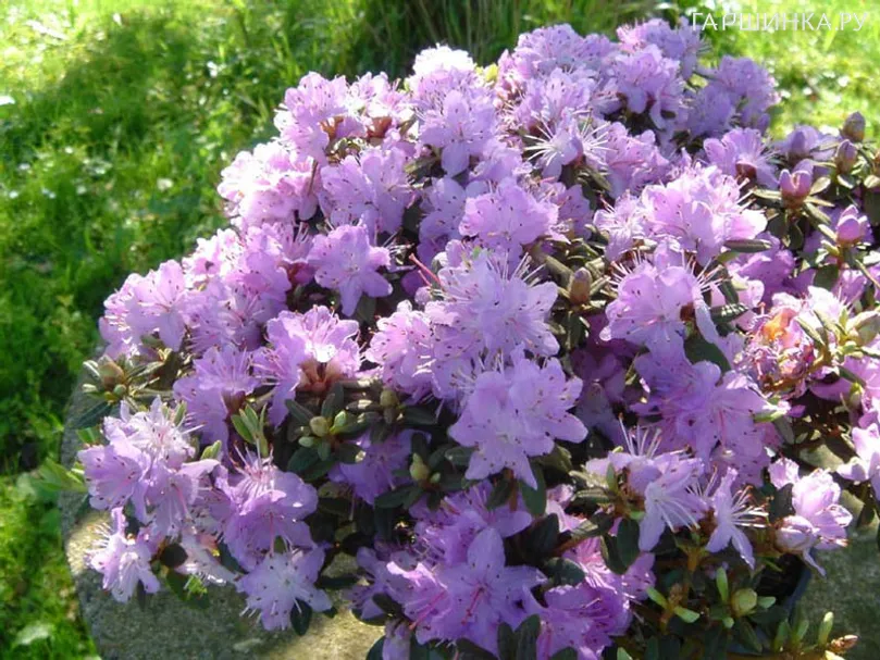 Рододендрон плотный