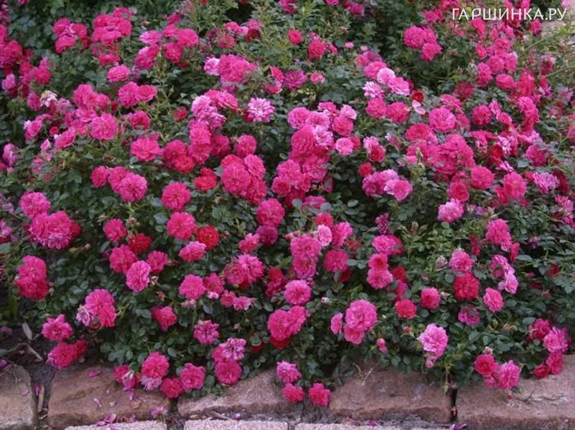 Роза Книрпс почвопокровная, Кордес (лиц)