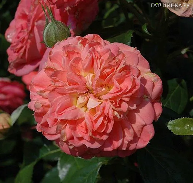 Роза Квин оф Херц флорибунда, Кордес (лиц)