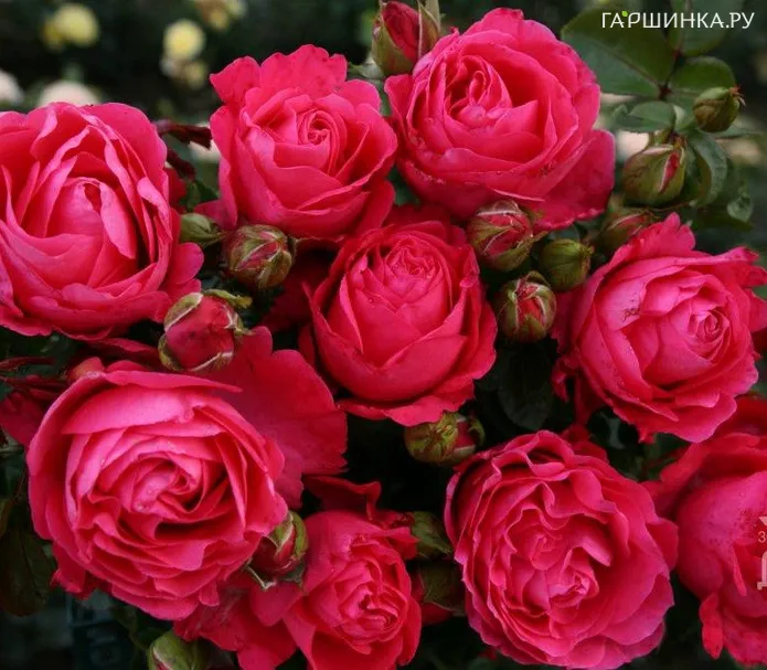 Роза Черри Леди, Кордес (лиц)