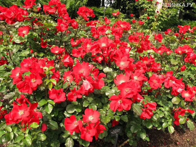 Роза Робуста, Кордес (лиц)