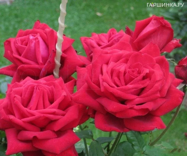 Роза Бургунд 81 чайно-гибридная, Кордес (лиц)