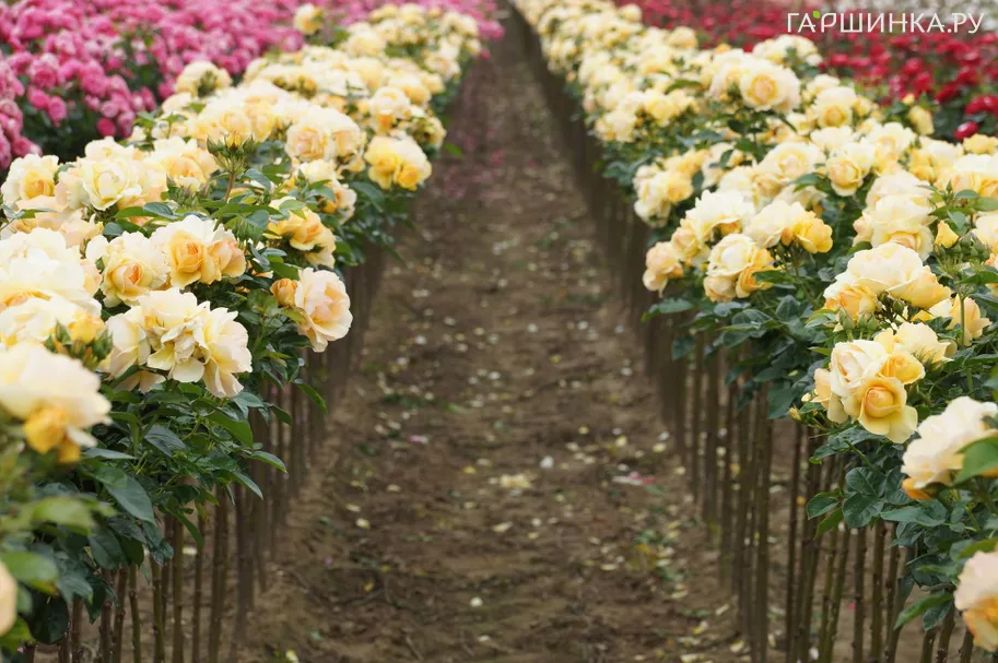 Роза Абсолютли Фаболус на штамбе 90см