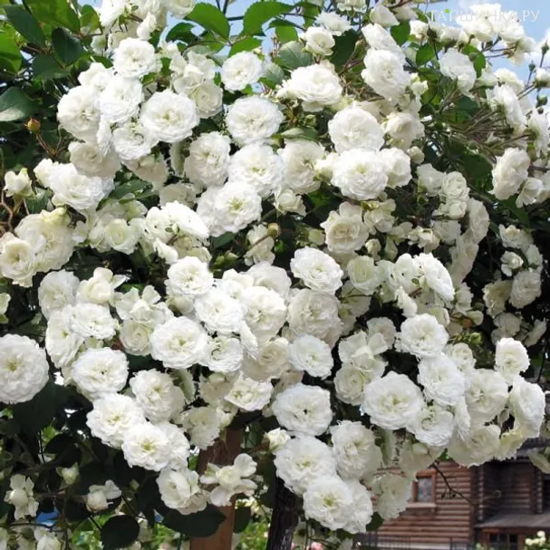 Роза Альба Мейдилэнд, Мейян (лиц)