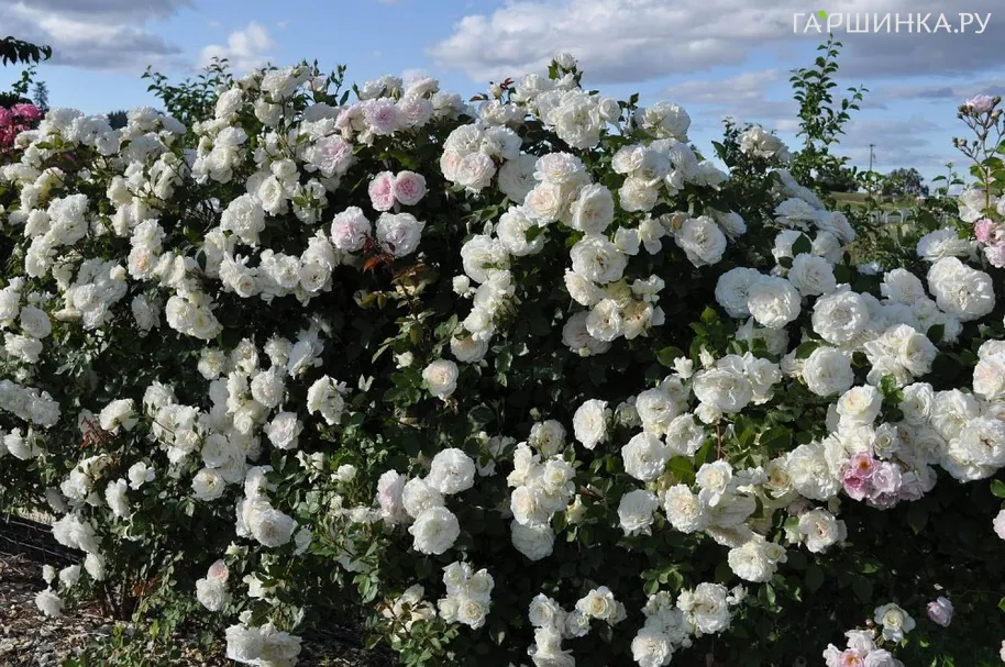Роза Аляска плетистая, Топалович (лиц)