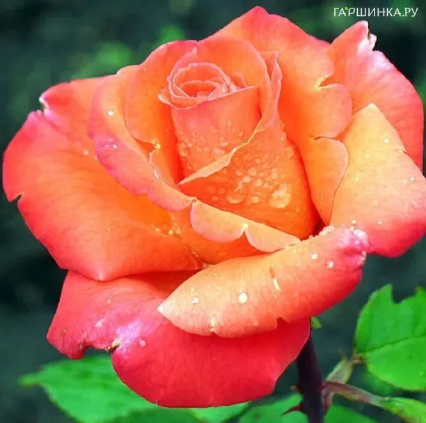 Роза Амбассадор чайно-гибридная, Топалович (лиц)