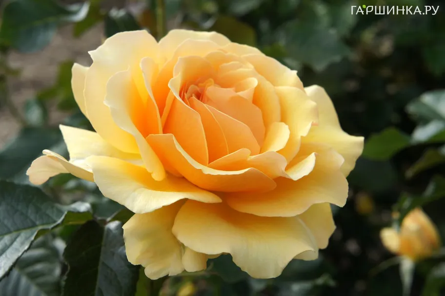 Роза Амбер Куин, Харкнесс (лиц)