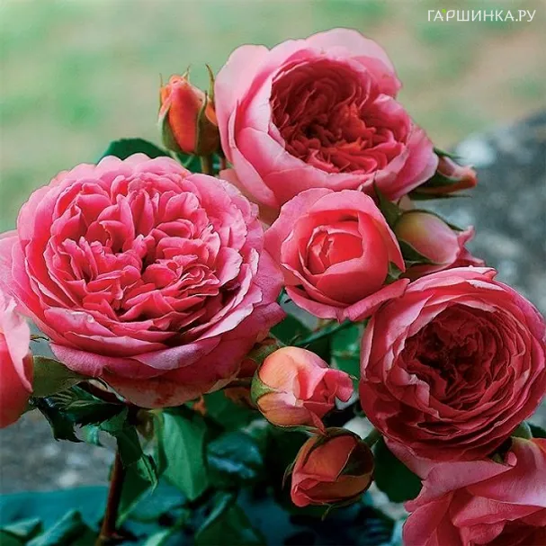 Роза Амондин Шанель, Гийо (лиц)