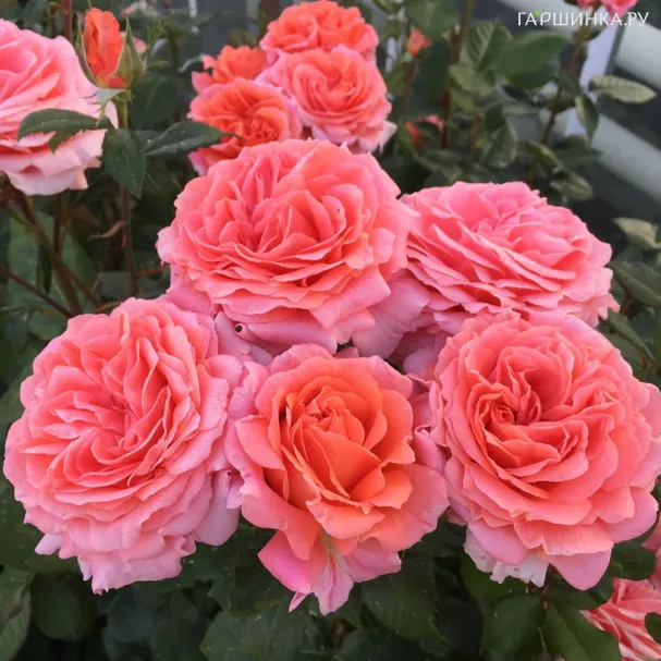 Роза Амур де Молен, НИРП (лиц)