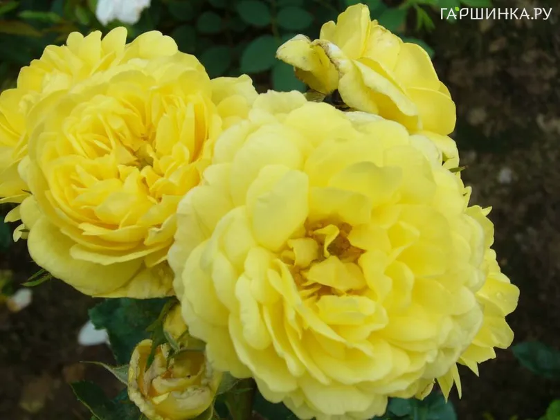 Роза Анни Дюпрей/Еллоу Милав, Мейян (лиц)