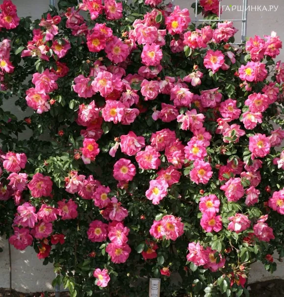 Роза Баяццо, Кордес (лиц)