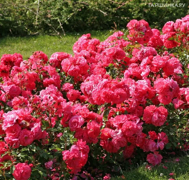 Роза Бад Бирнбах/Бонапарт, Кордес (лиц)