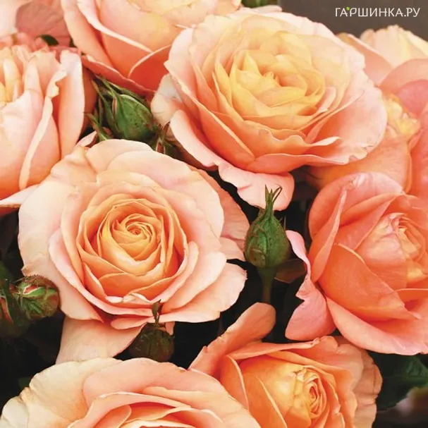 Роза Бенгали флорибунда, Кордес (лиц)