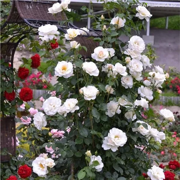 Роза Бланш Коломб, Дельбар (лиц)