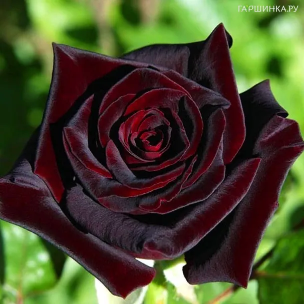 Роза Блэк Баккара, Мейян (лиц)