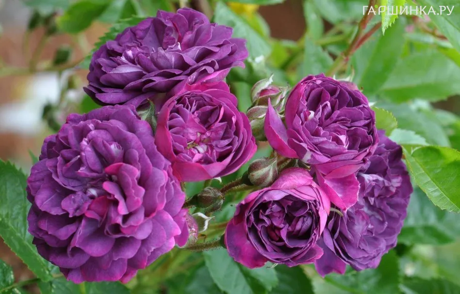 Роза Блу Маджента, Гийо (лиц)