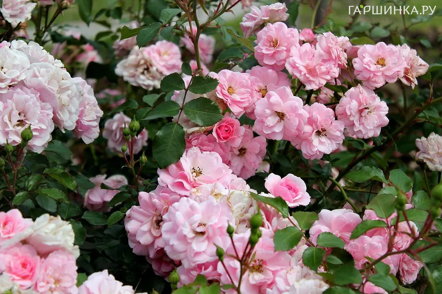 Роза Боника, Мейян (лиц)