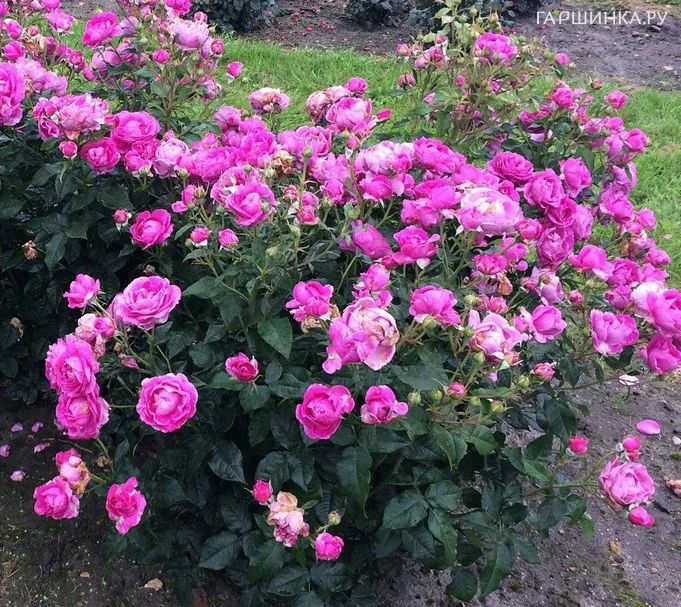 Роза Кармен Вюрт флорибунда, Кордес (лиц)