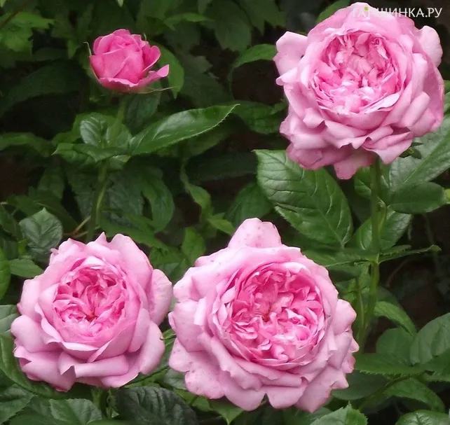 Роза Шанталь Мерье, Гийо (лиц)