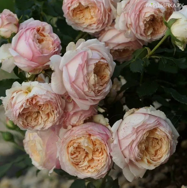 Роза Шарль де Нерво, Гийо (лиц)