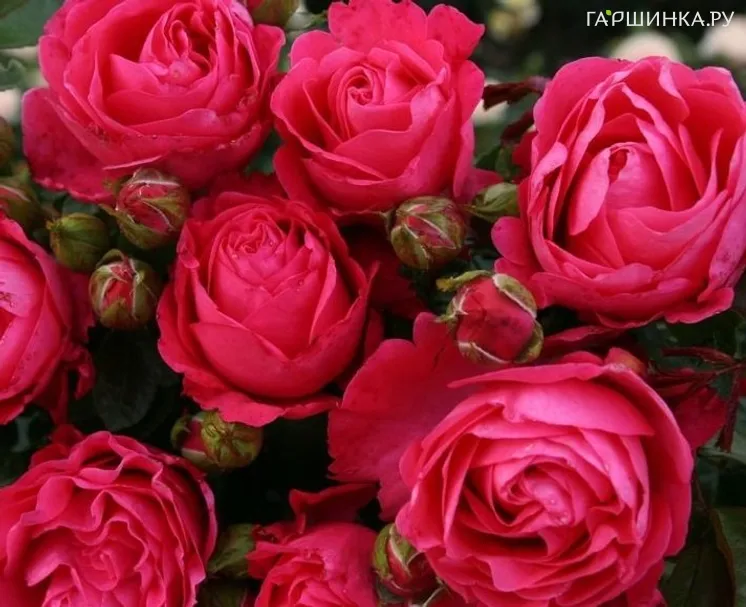 Роза Черри Леди чайно-гибридная, Топалович (лиц)