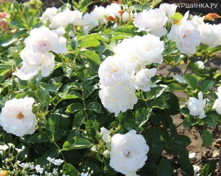 Роза Доминик Луазо /Шисейдо, Дельбар (лиц)