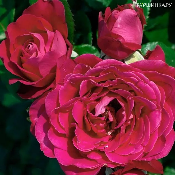 Роза Доминика, Интерплант (лиц)