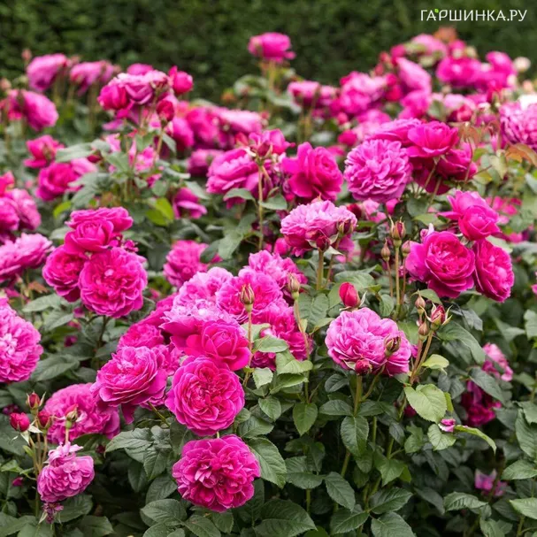 Роза Джеймс Остин, Д.Остин кустарниковая (лиц)