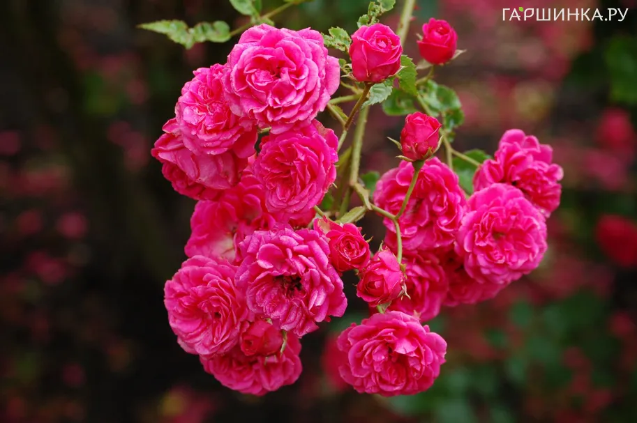 Роза Эльмшорн, Кордес (лиц)