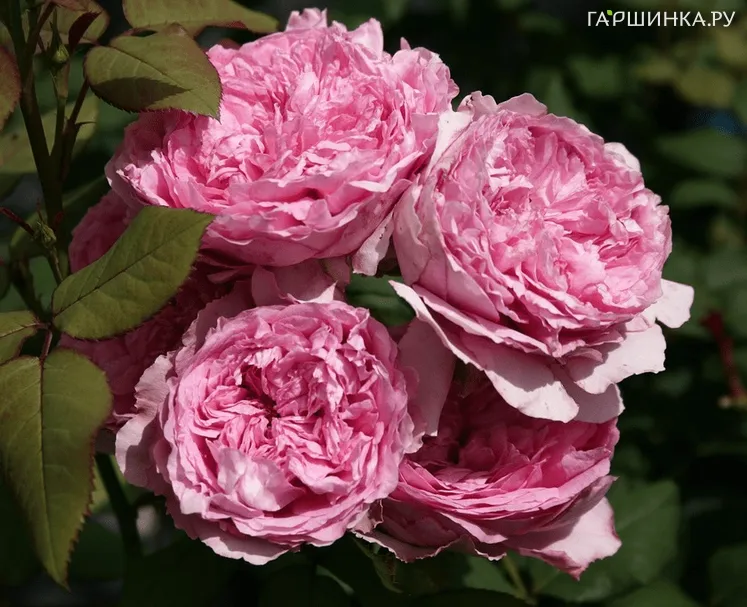 Роза Элоди Госсюэн, Гийо (лиц)