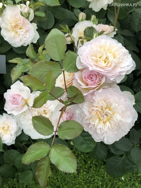 Роза Эмили Бронте, Д.Остин кустарниковая (лиц)