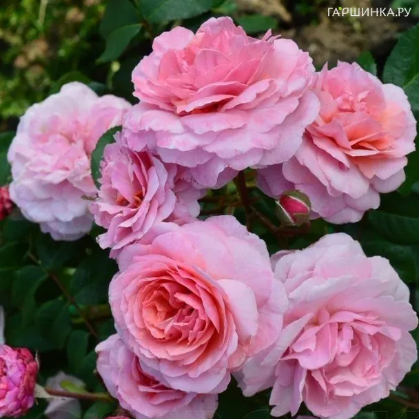 Роза Эвиге Пасси, Vissers (лиц)