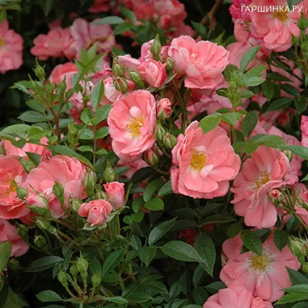 Роза Ферди, Мейян (лиц)