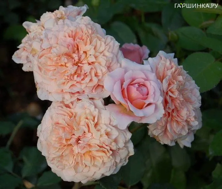 Роза Фестиваль Де Жардан Де Шомон, Гийо (лиц)