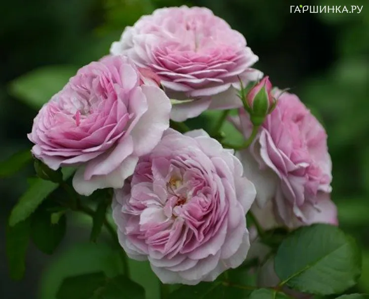 Роза Флоренс де Латре, Гийо (лиц)